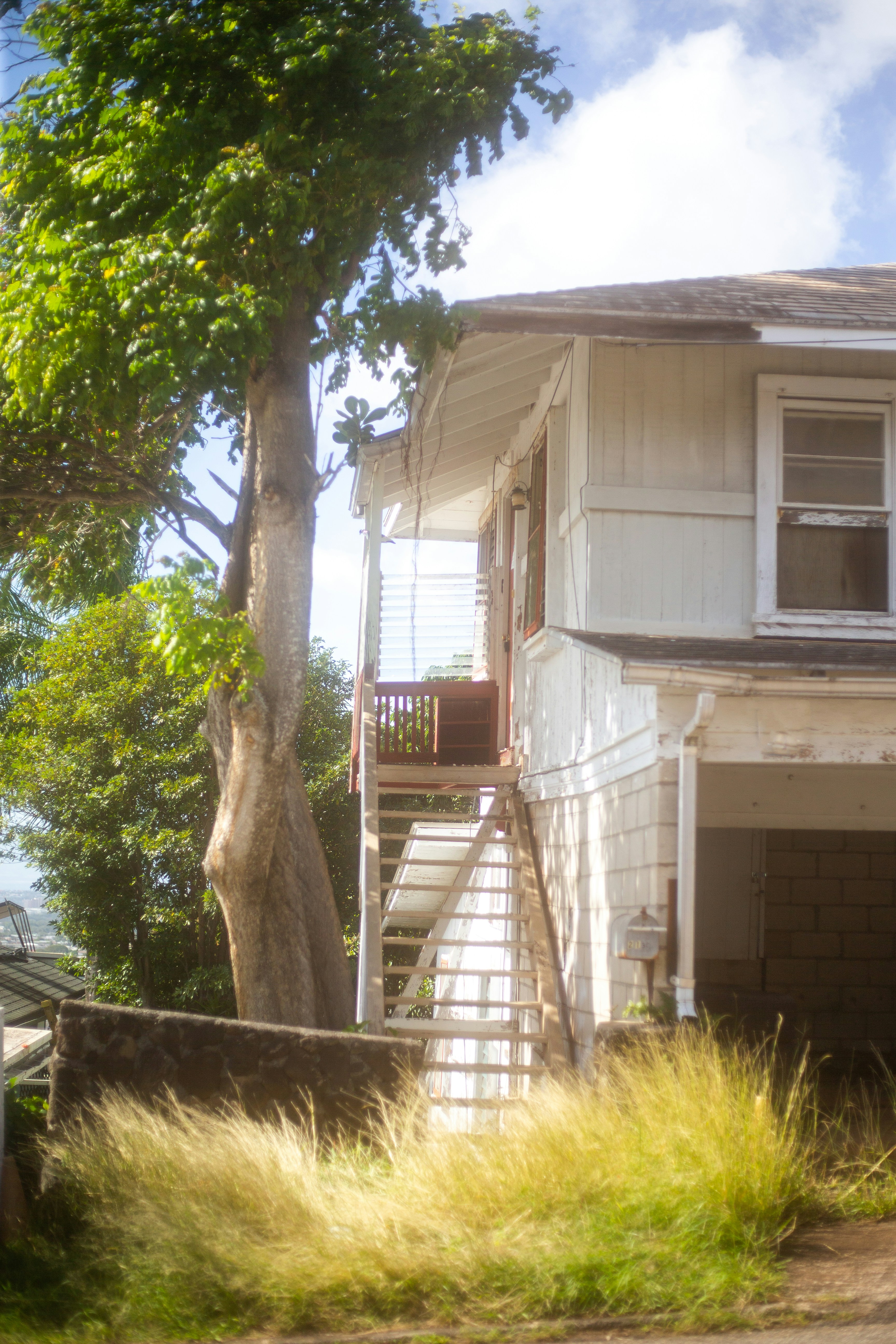 目の前に木がある白い家