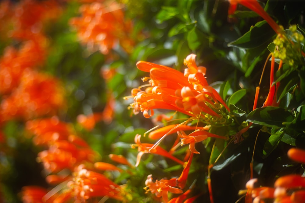 a close up of a bunch of orange flowers