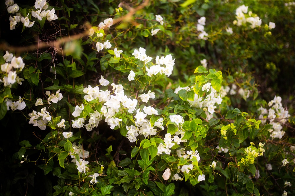 a bush with white flowers and green leaves