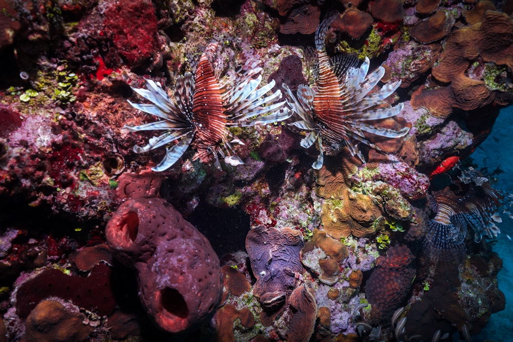 a couple of fish that are on a coral