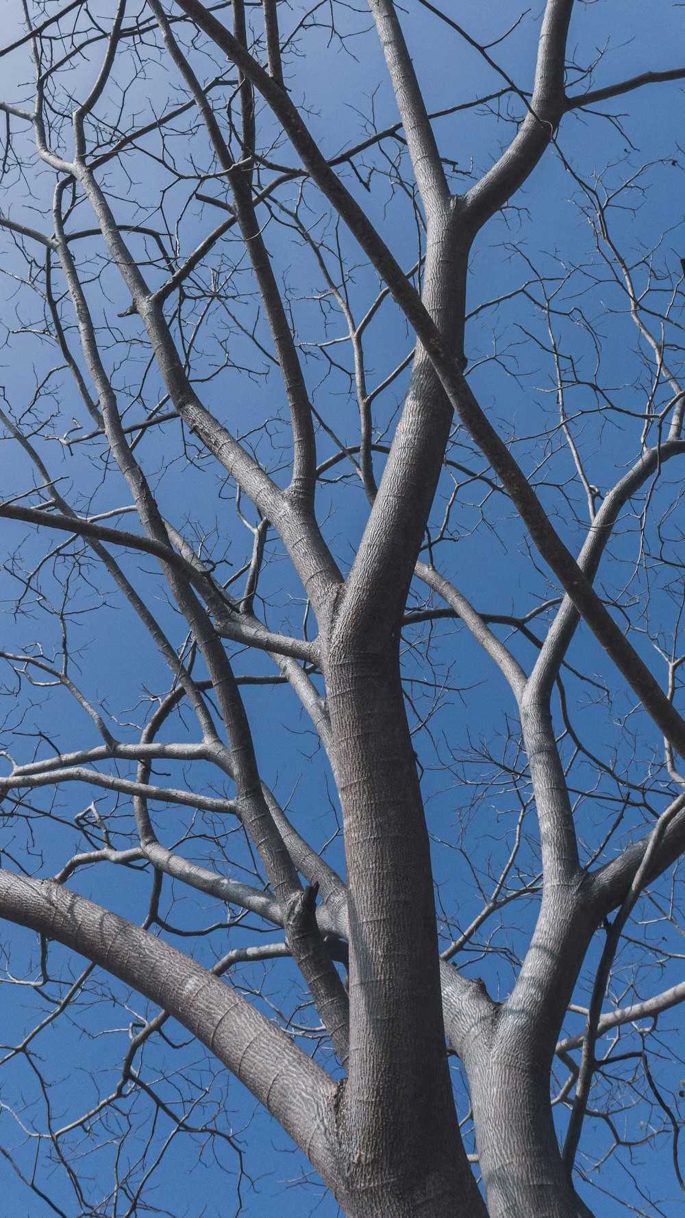 a bare tree with no leaves against a blue sky