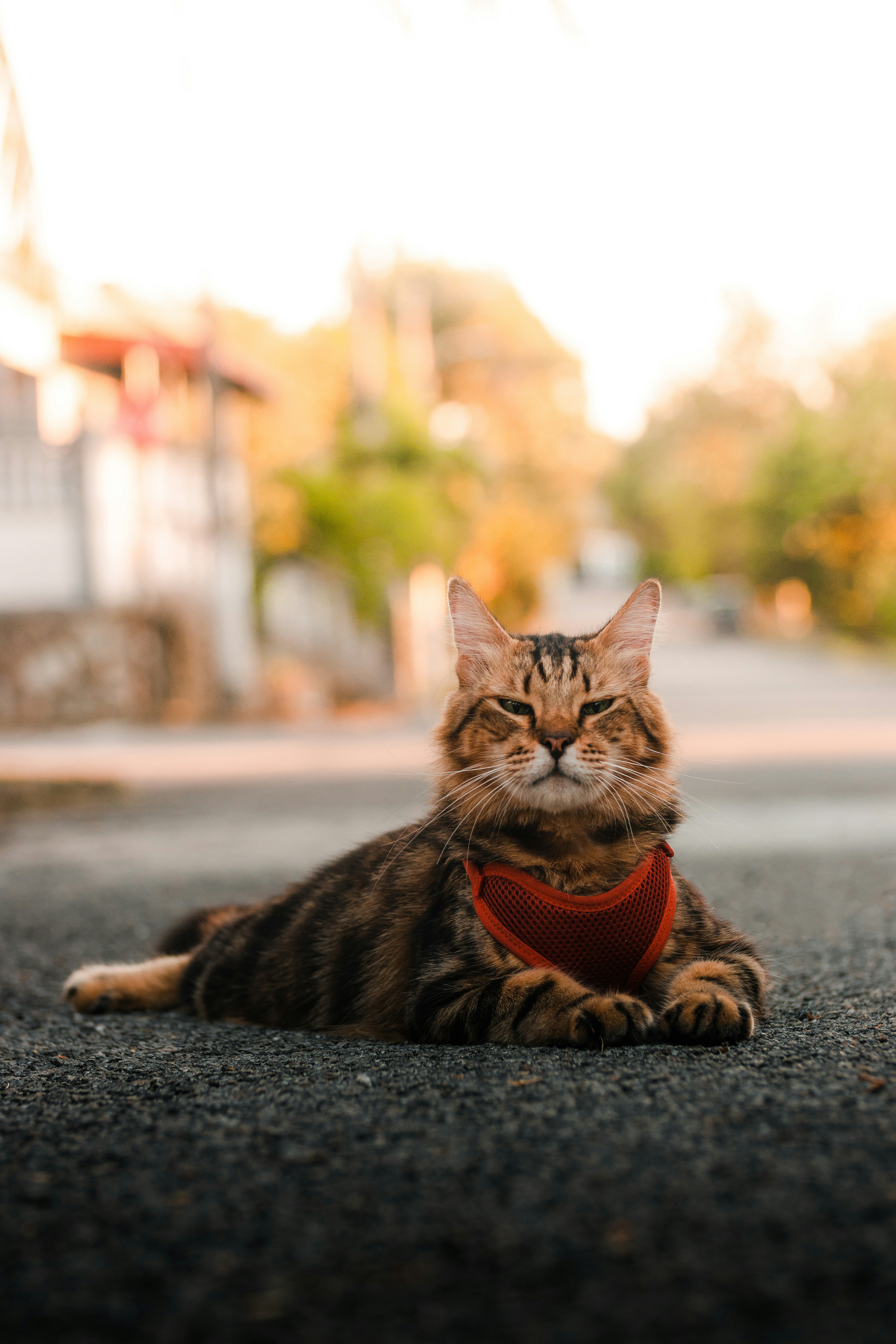 A cat sitting on the ground wearing a red bandana photo – Free Cat ...