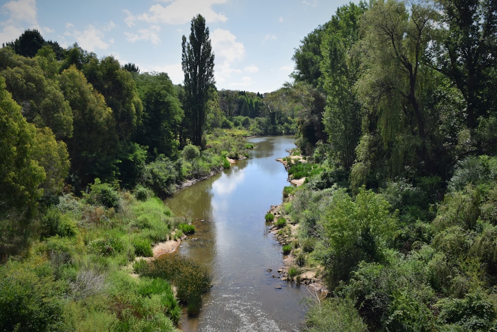 a river running through a lush green forest