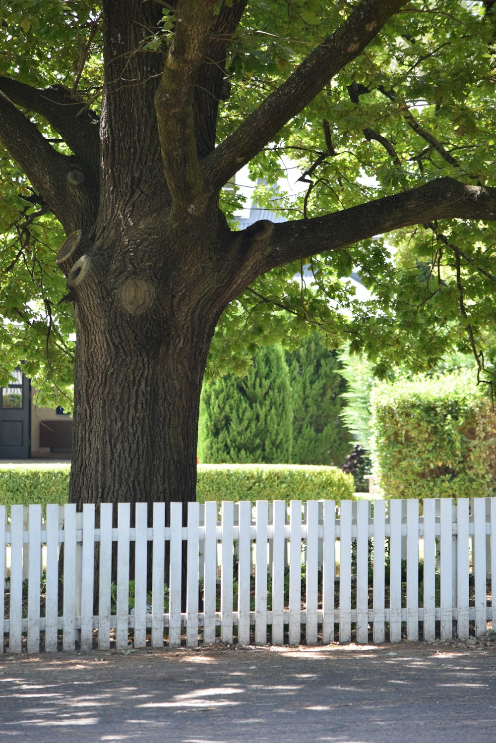 a white picket fence next to a large tree