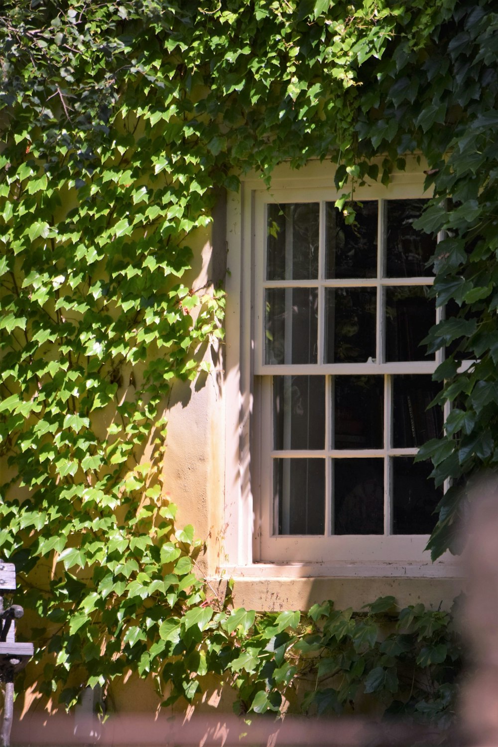 a window covered in green leaves next to a building