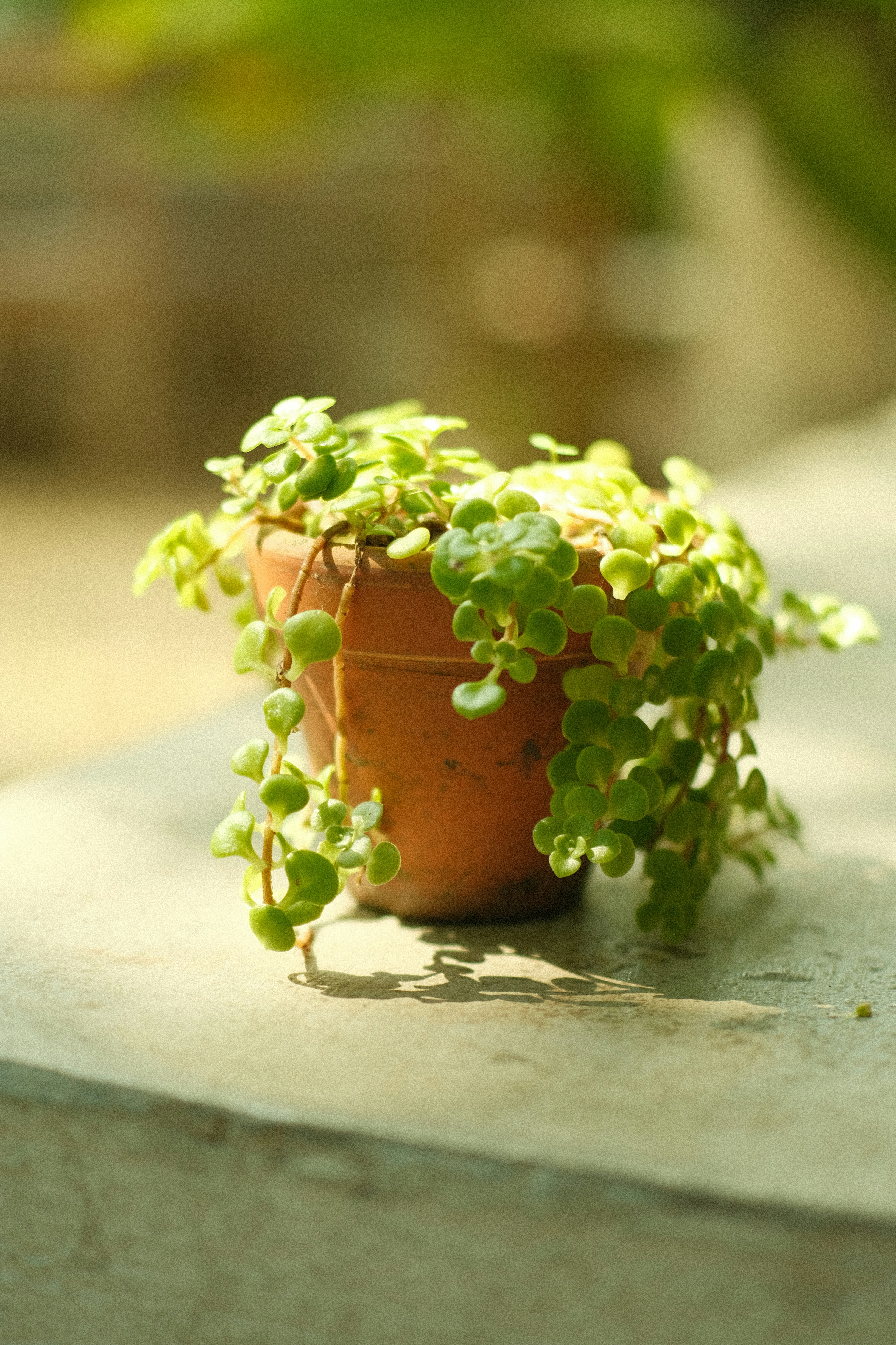 Photo by dvhoang2106