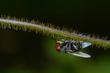 A close-up of a fly perching upside down on a textured stem. The fly features vibrant red compound eyes, an iridescent green and blue body, and translucent wings. The stem is covered in fine, spiky hairs and set against a blurred dark green background.