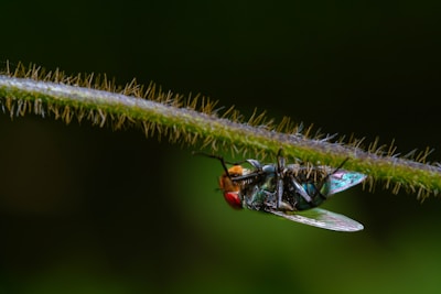 A close-up of a fly perching upside down on a textured stem. The fly features vibrant red compound eyes, an iridescent green and blue body, and translucent wings. The stem is covered in fine, spiky hairs and set against a blurred dark green background.