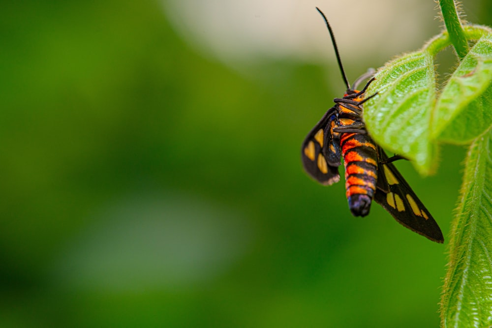 a close up of a butterfly on a leaf