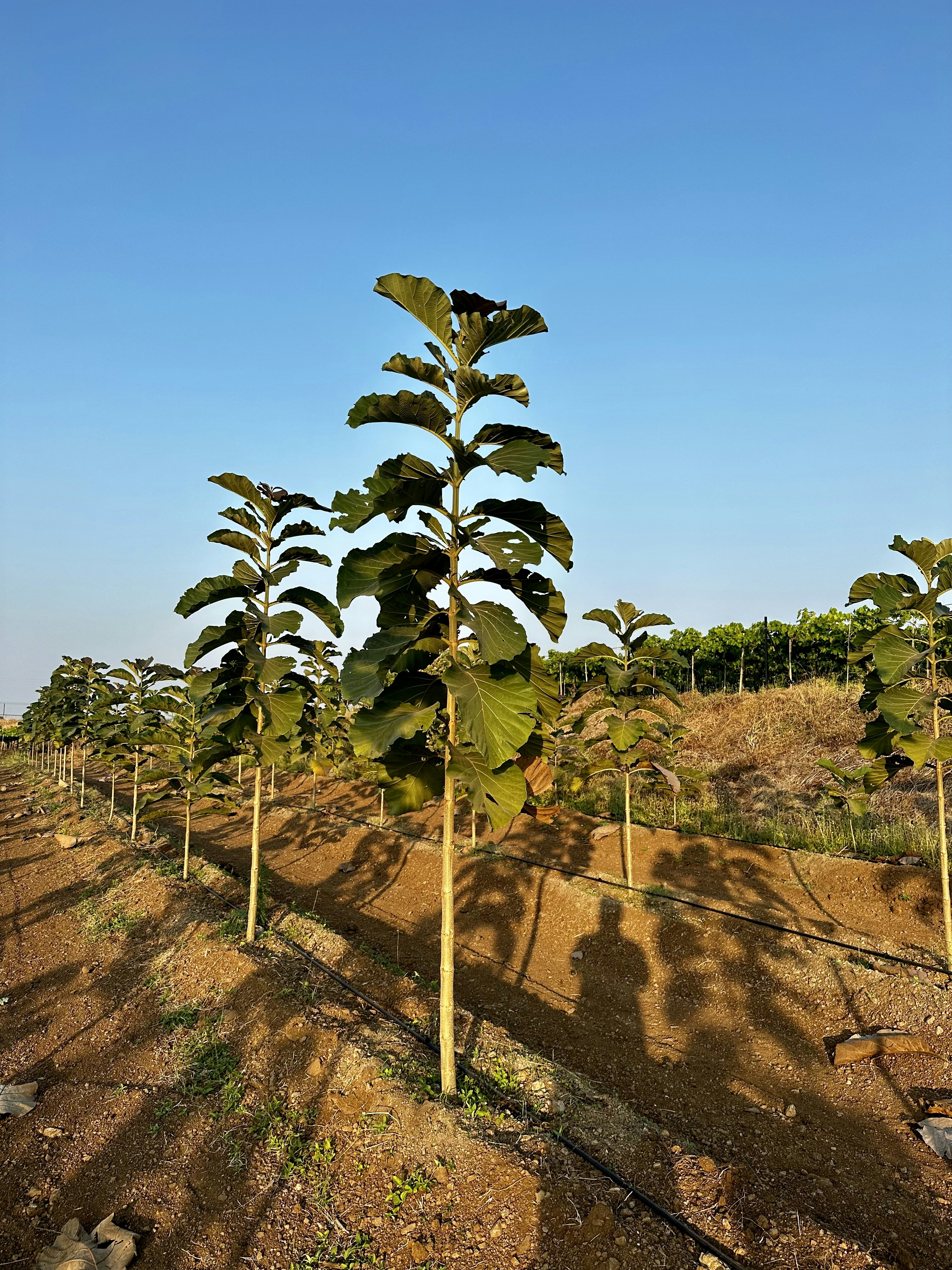 a row of trees in a field with a blue sky in the background