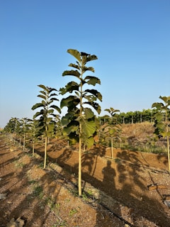 a row of trees in a field with a blue sky in the background