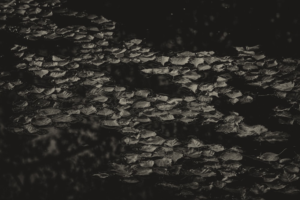 a black and white photo of leaves in the rain