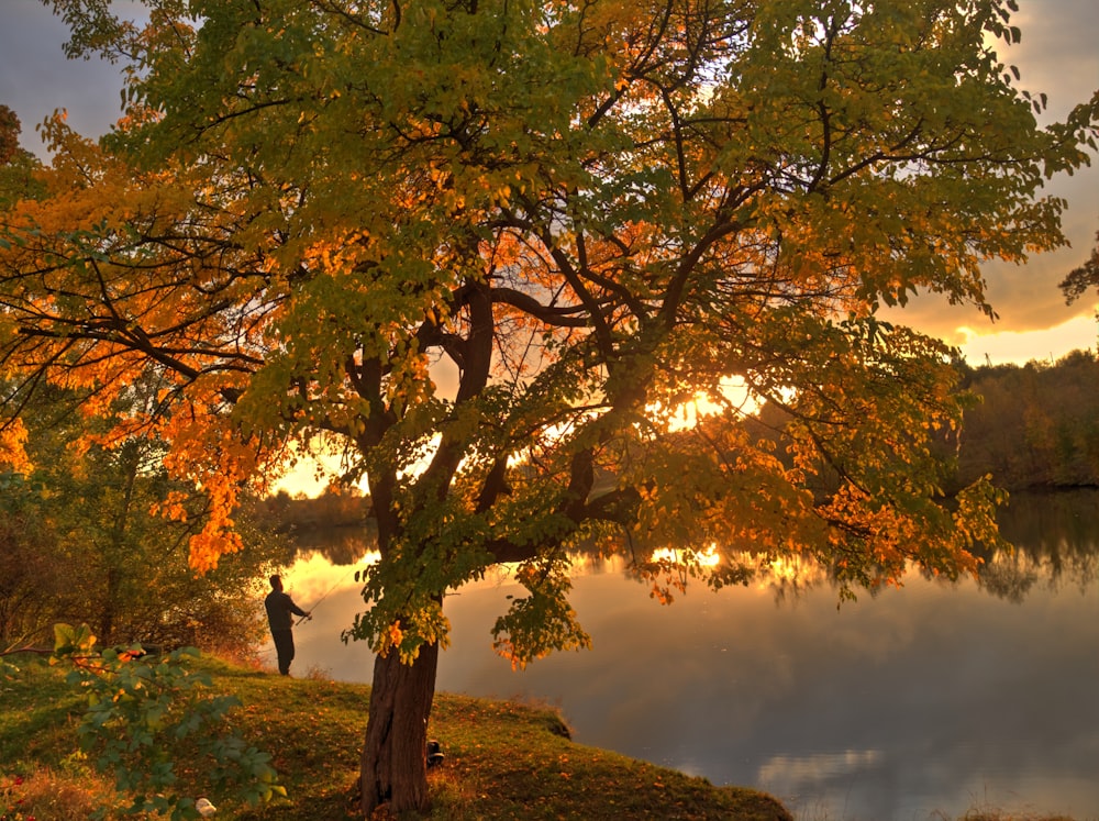 a person standing under a tree next to a lake