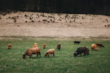 A grassy field is dotted with grazing cattle, including a mix of brown, black, and tan Highland cows with long, curved horns. The backdrop features a gently sloping, treeless hill with scattered small shrubs.