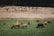 A grassy field is dotted with grazing cattle, including a mix of brown, black, and tan Highland cows with long, curved horns. The backdrop features a gently sloping, treeless hill with scattered small shrubs.