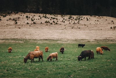 A grassy field is dotted with grazing cattle, including a mix of brown, black, and tan Highland cows with long, curved horns. The backdrop features a gently sloping, treeless hill with scattered small shrubs.