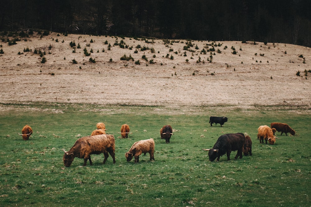 a herd of cattle grazing on a lush green field