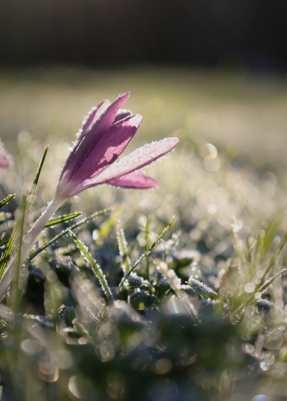 a pink flower sitting on top of a grass covered field