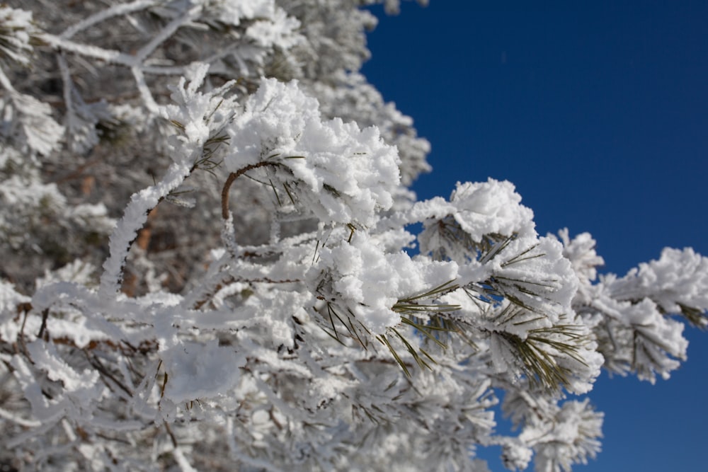 Un arbre couvert de neige contre un ciel bleu