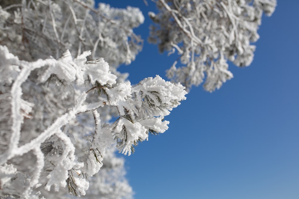 snow covered branches against a blue sky