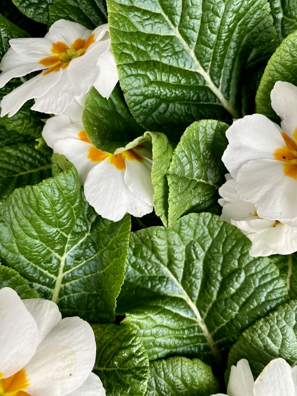 a group of white flowers with green leaves