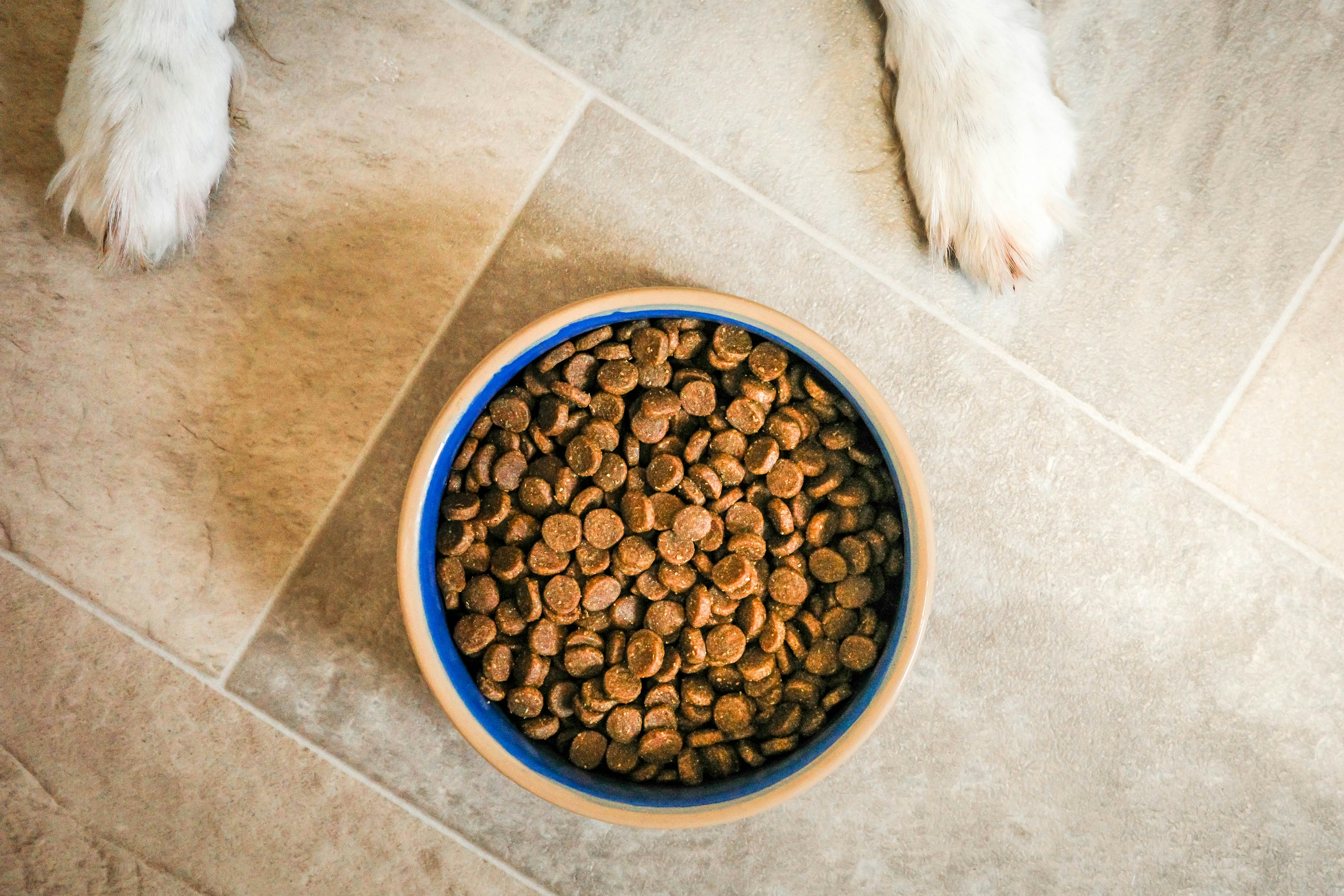 Healthy Treats for Furry Friends