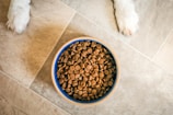A bowl filled with brown dog kibble sits on a tiled floor, with two white paws visible on either side.