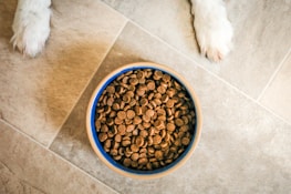 A bowl filled with brown dog kibble sits on a tiled floor, with two white paws visible on either side.
