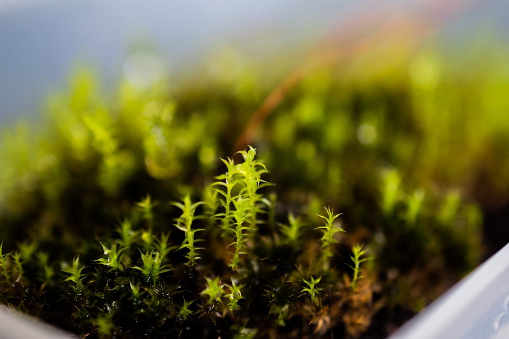 a close up of a plant in a plastic container