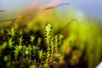 Close-up of a delicate kokedama with lush green moss and a tender sprout emerging.