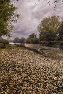 A peaceful riverbank with autumn leaves falling, captured in Russian Fishing 4