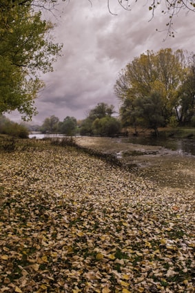 A serene riverbank in autumn with golden leaves gently falling, reflecting calm and peace.