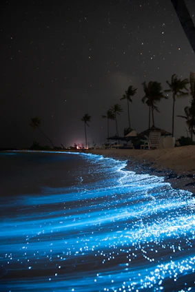 a beach with palm trees and blue water