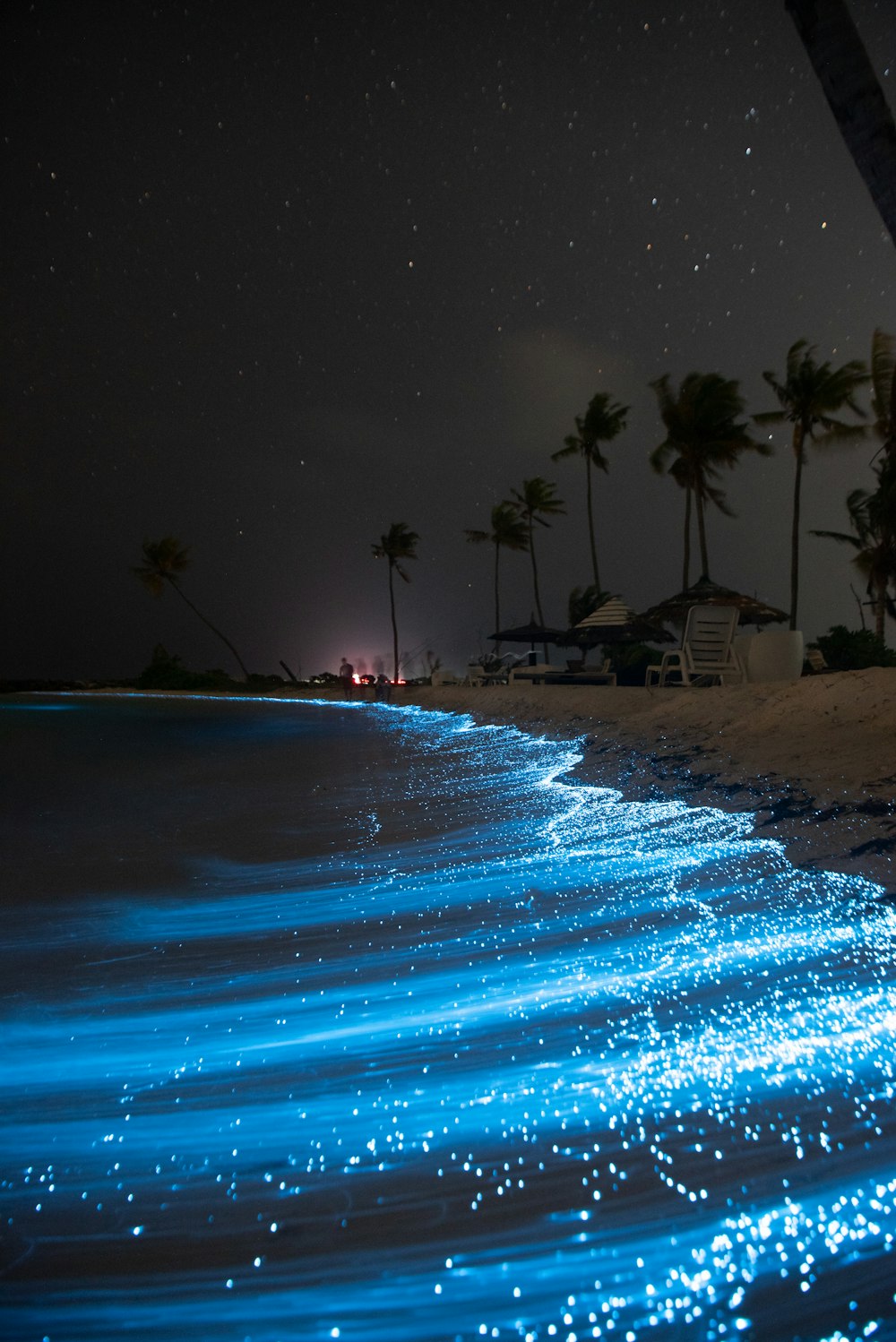 a beach with palm trees and blue water