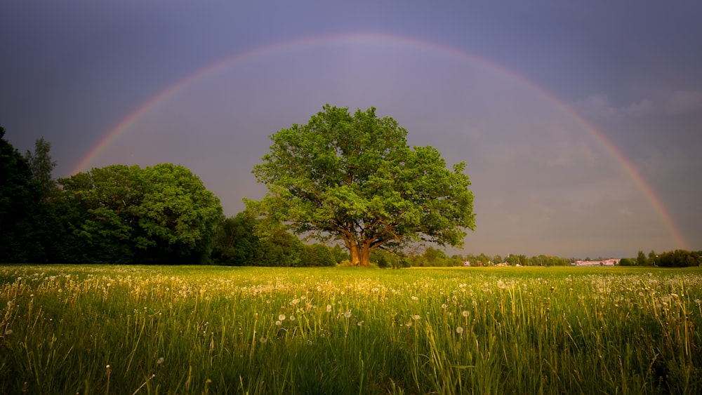 a large tree in a field with a rainbow in the background