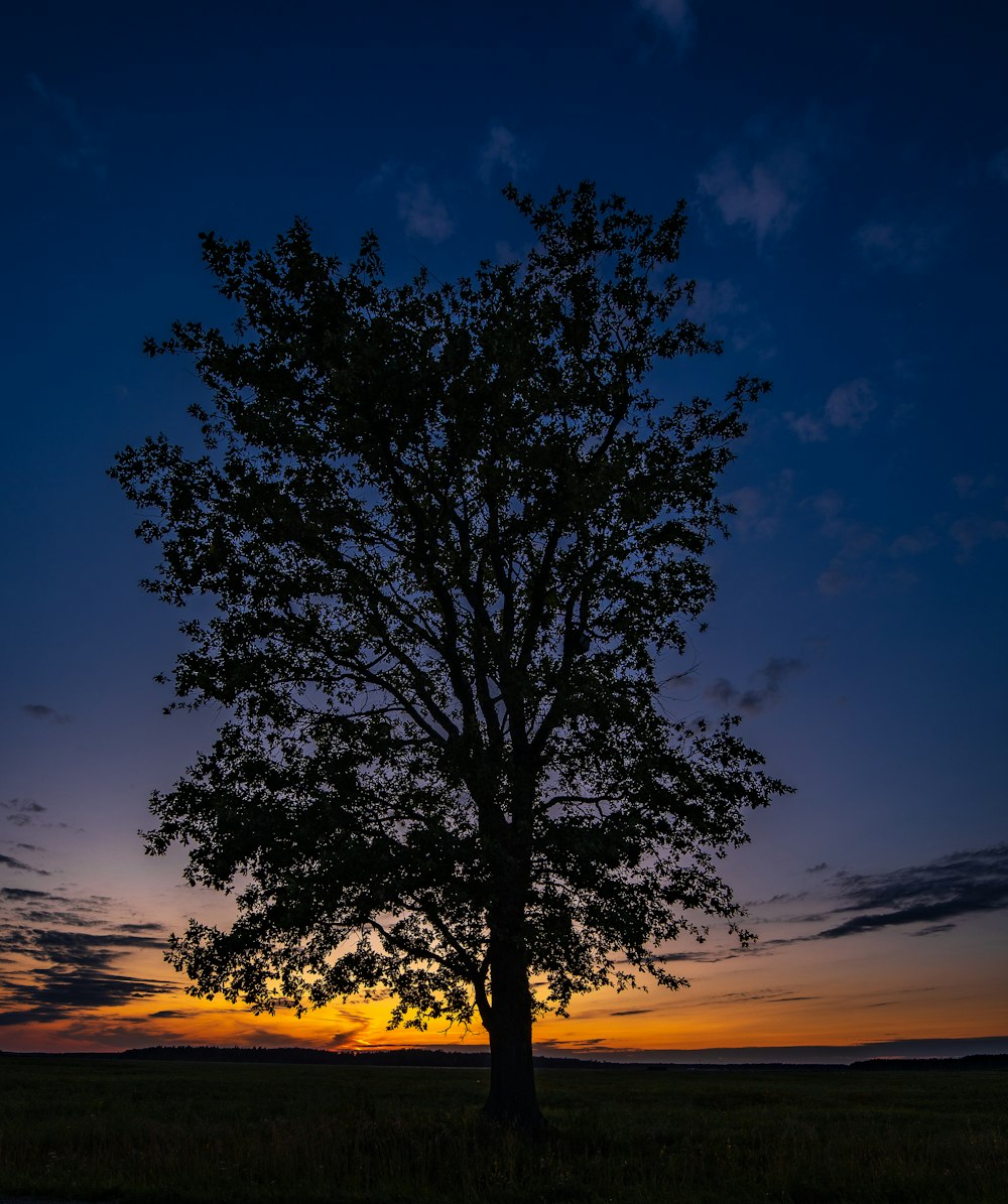 uma árvore em um campo com um pôr do sol ao fundo