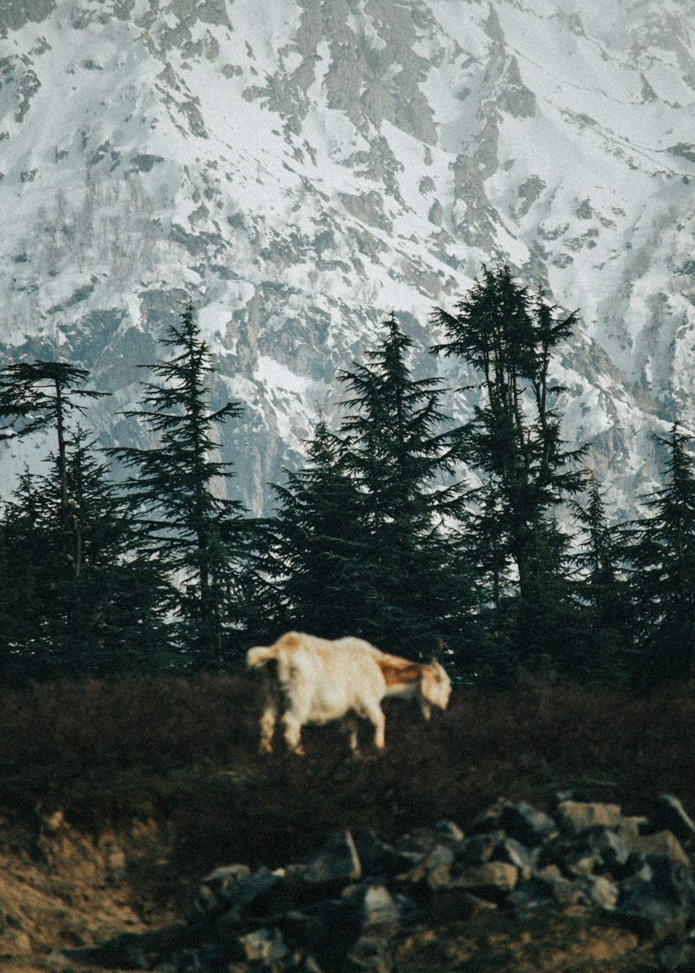 a couple of animals that are standing in the grass