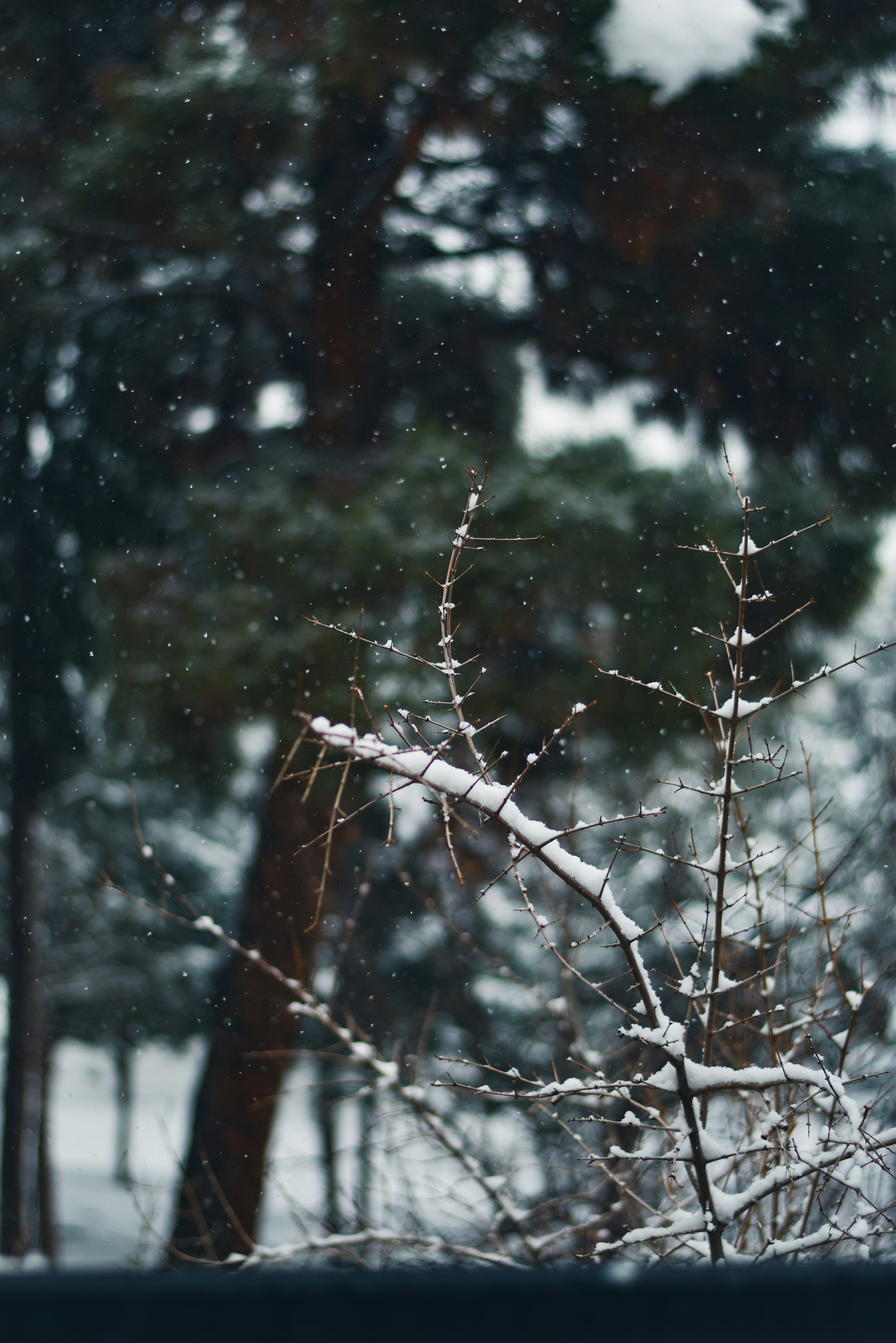 Photo by nasimkeshmiri