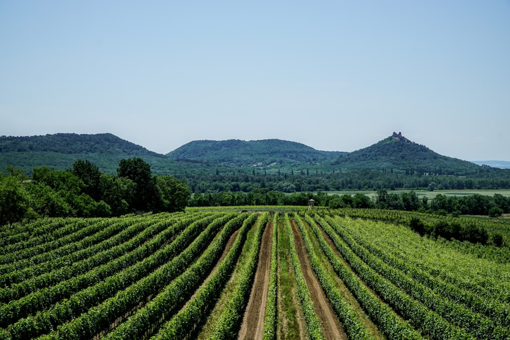 a field of crops with mountains in the background