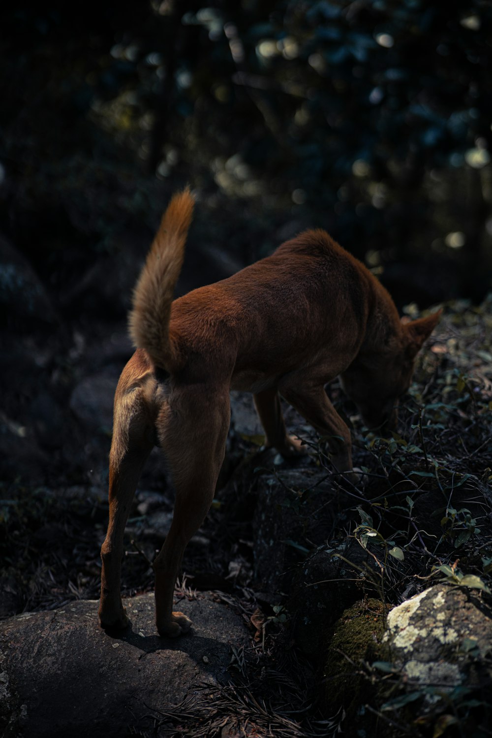 a brown dog standing on top of a rocky hillside