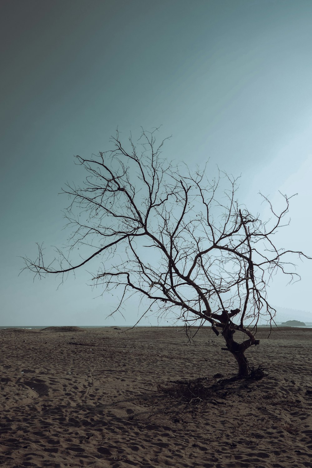 a bare tree in the middle of a desert