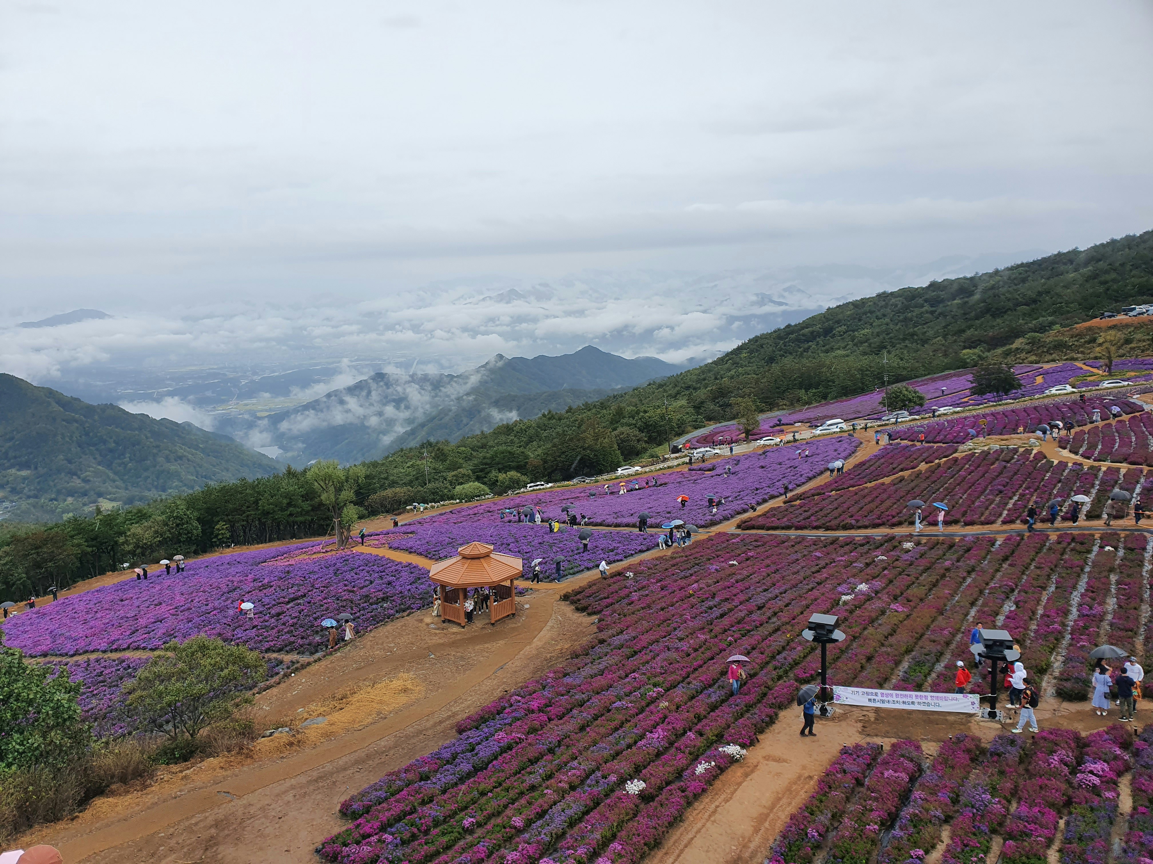 a field of purple flowers with mountains in the background