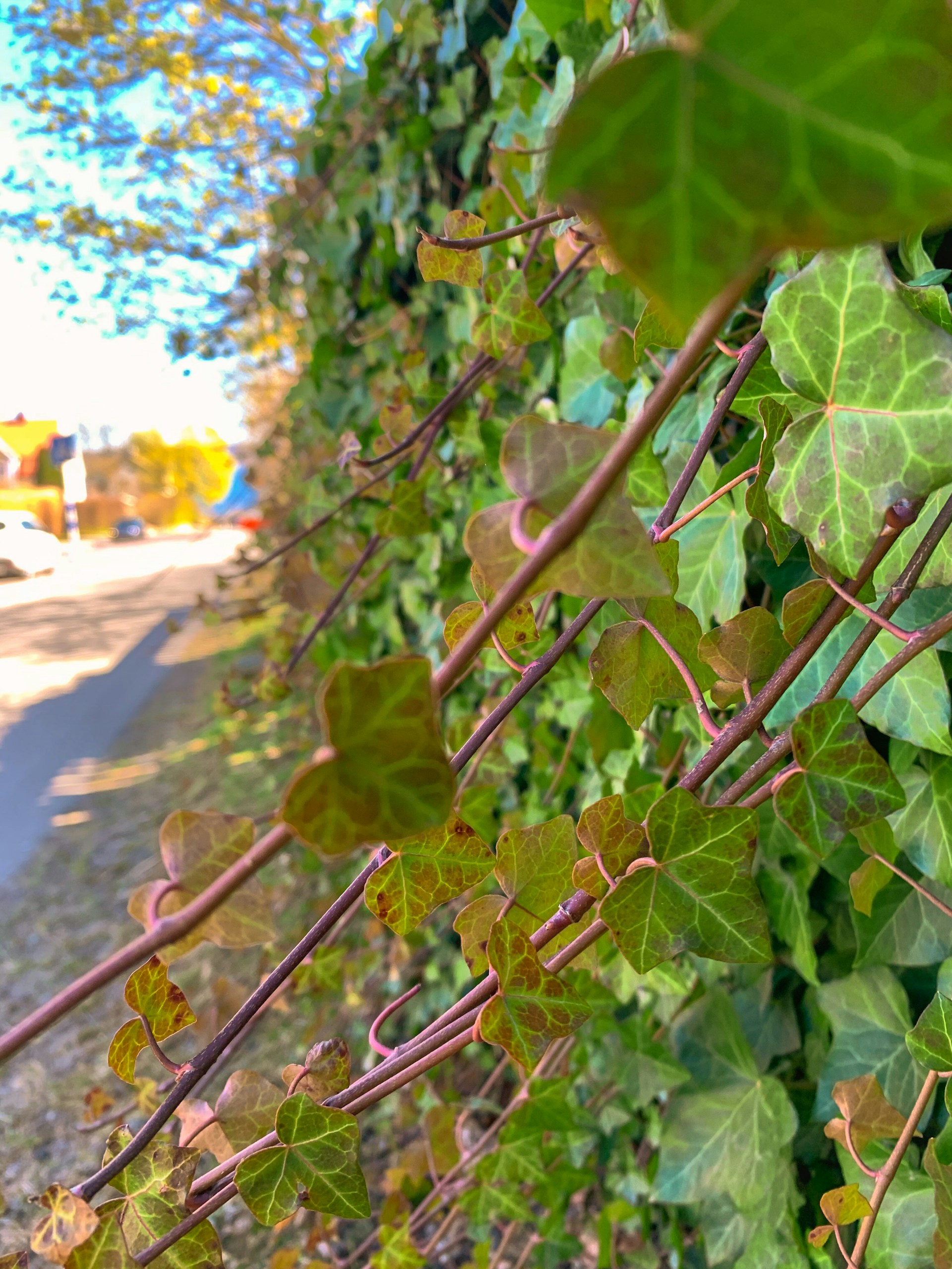woman holding dried flower