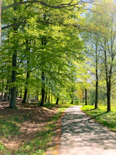 A sunlit path winding through a lush green forest with soft rounded leaves.