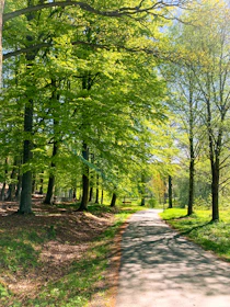 A sunlit path winding through a lush green forest with soft rounded leaves.