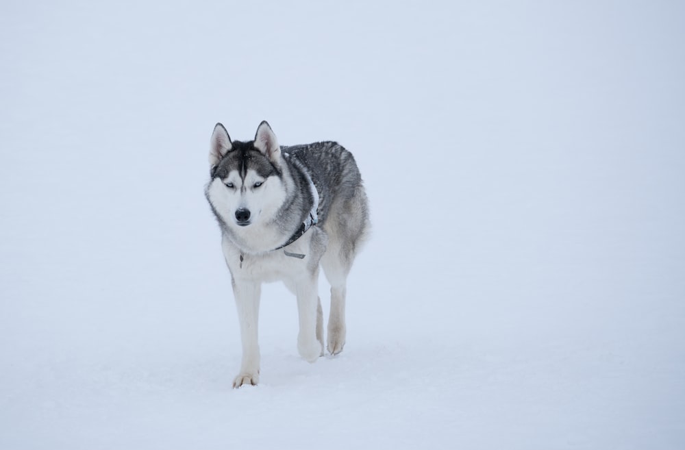 a husky dog standing in the snow looking at the camera