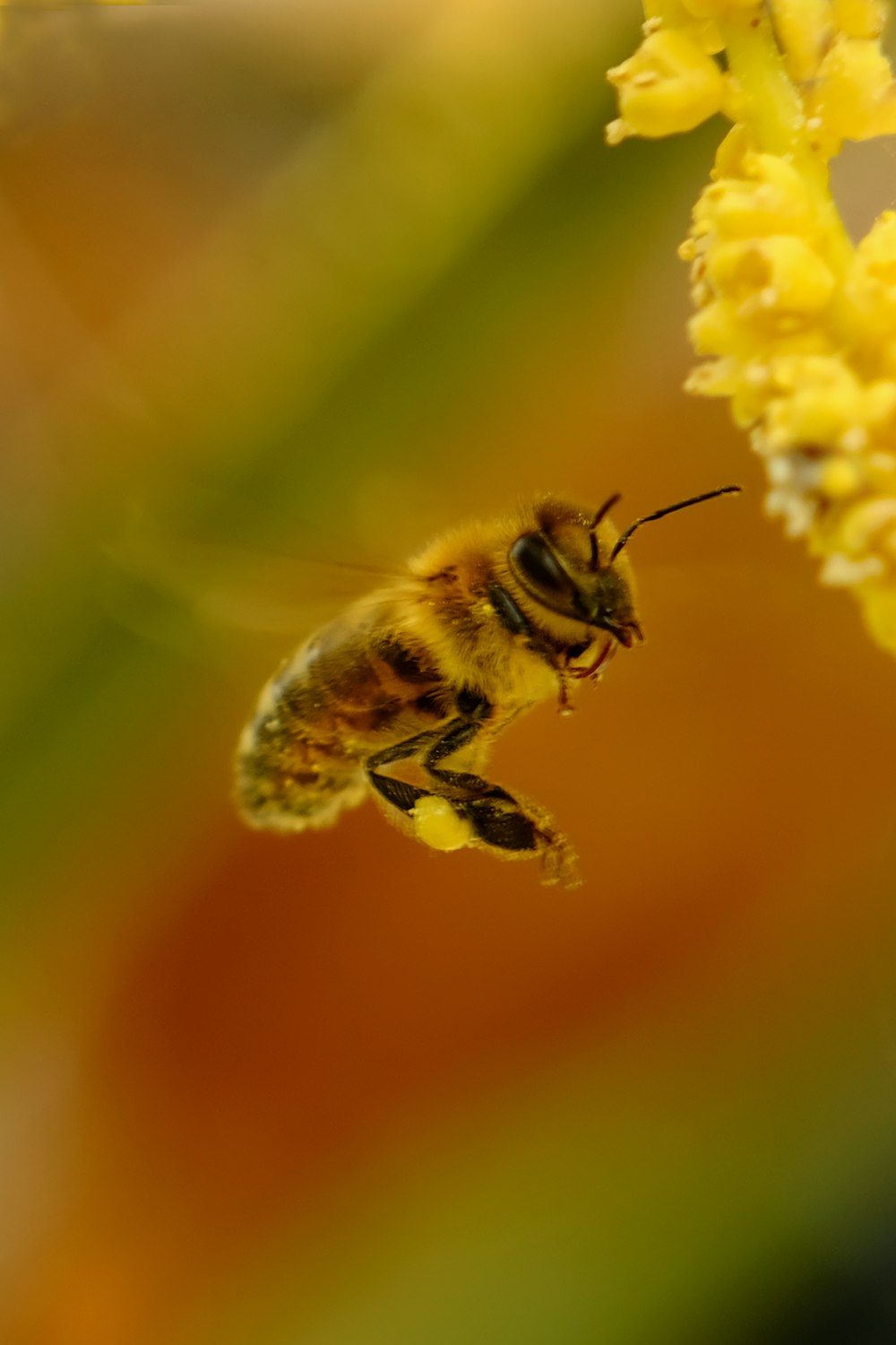 a bee flying away from a yellow flower