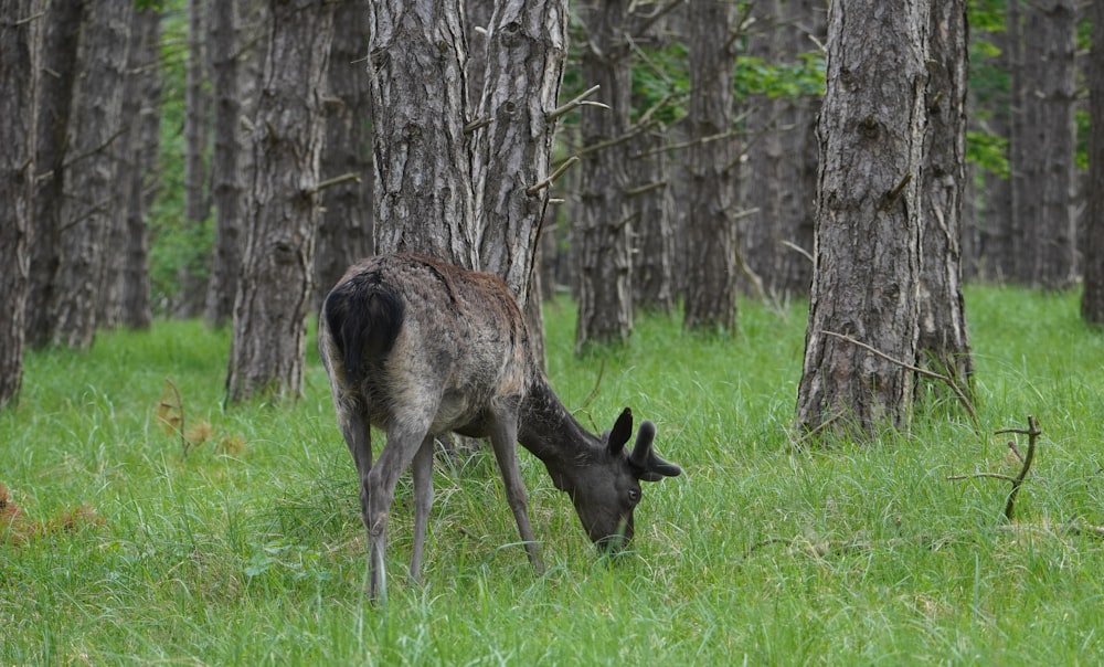 a deer grazing in the grass in a forest