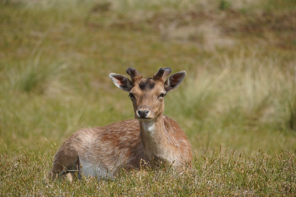 a small deer is sitting in the grass