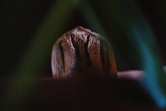 Close-up of rich, fibrous cocopeat with sunlight highlighting its texture.